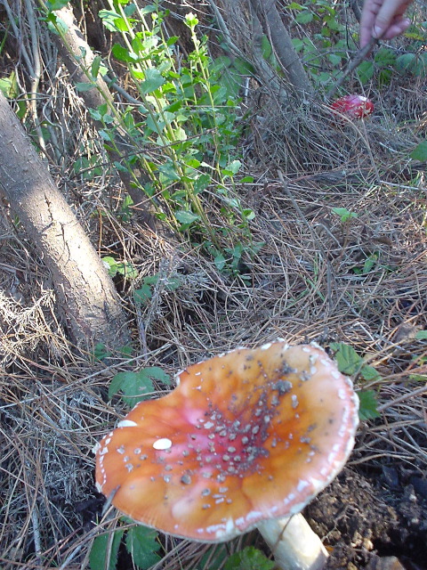 dsc00975