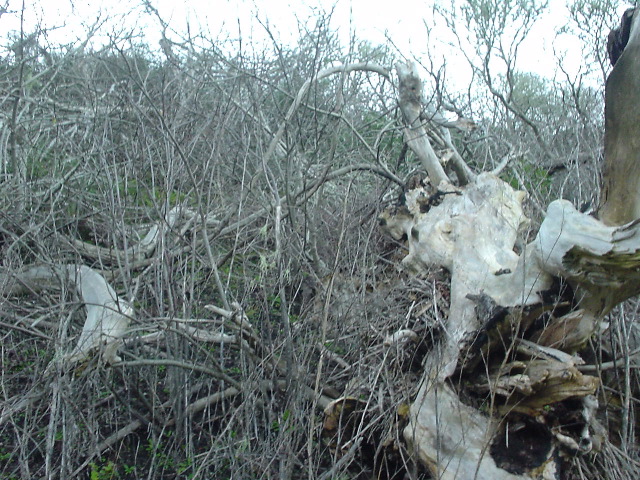 dsc00980