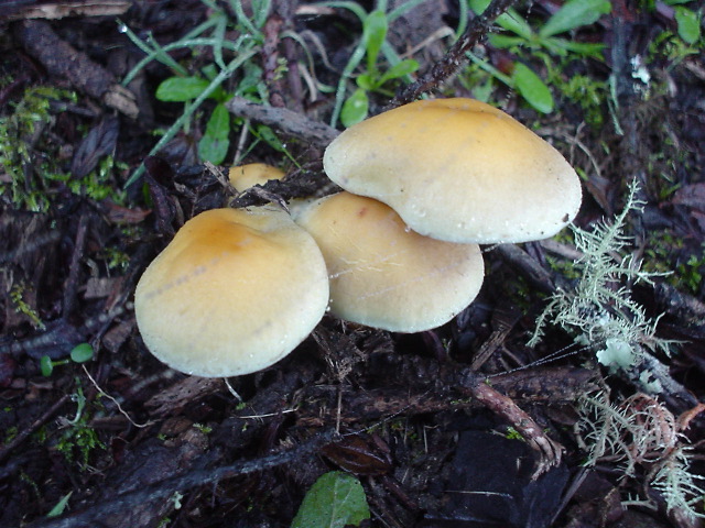 dsc00971