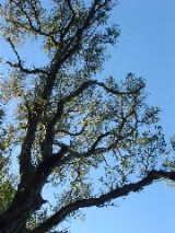 dsc00970
